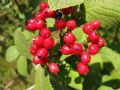 Viburnum lantana